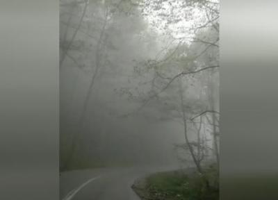 فیلمی آرامش بخش از جنگل هزار جریب