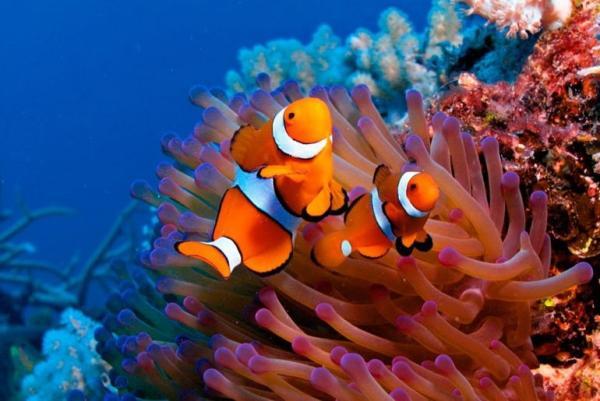 آکواریوم کیش؛ دریچه ای به دنیای رنگارنگ زیر آب