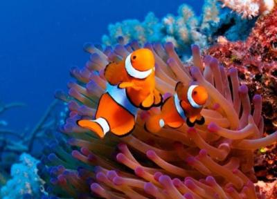 آکواریوم کیش؛ دریچه ای به دنیای رنگارنگ زیر آب