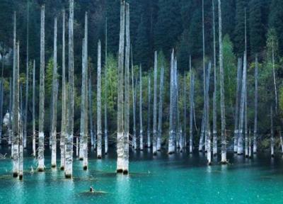 جنگلی مرموز با درختان زیر آبی
